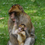 affenberg-salem-bodensee